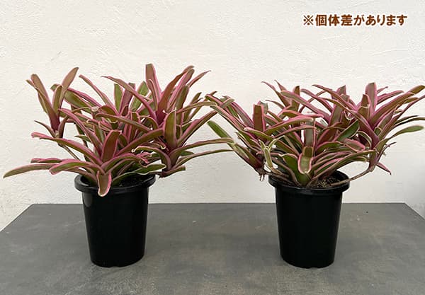 ネオレゲリア:ファイヤーボール(斑入り)5号鉢植え*