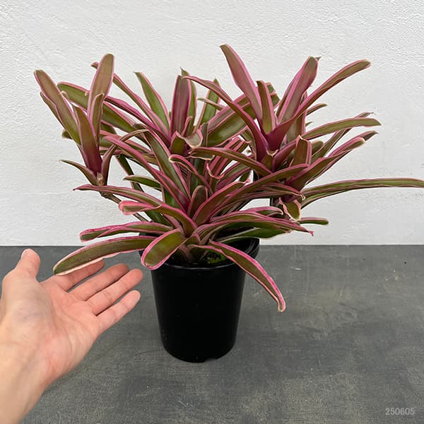 ネオレゲリア:ファイヤーボール(斑入り)5号鉢植え*
