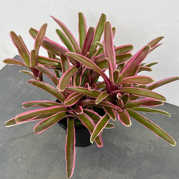 ネオレゲリア:ファイヤーボール(斑入り)5号鉢植え*