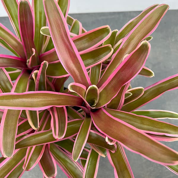 ネオレゲリア:ファイヤーボール(斑入り)5号鉢植え*
