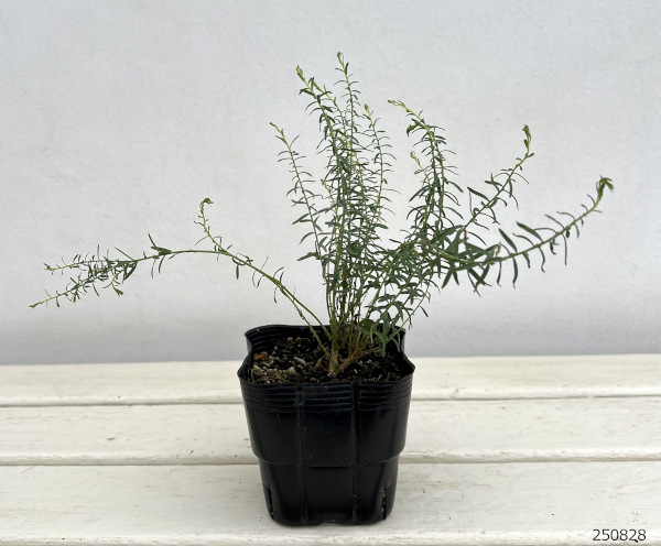 ペレニアルフラックス(宿根アマ):ブルー3.5号ポット