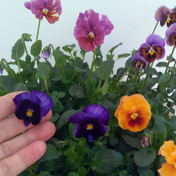 園芸ネット本店｜パンジー：コウベベッピンサン3.5号ポット 12株セット