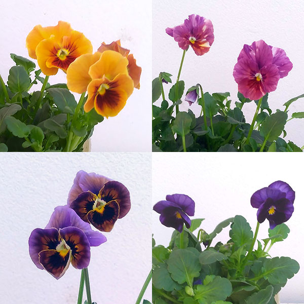 園芸ネット本店｜パンジー：コウベベッピンサン3.5号ポット 12株セット