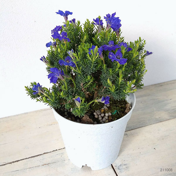初恋草：ミチコブルーハイランド3.5号ポット