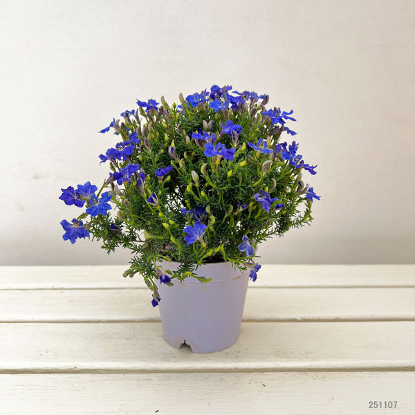 初恋草：ミチコブルーハイランド3.5号ポット