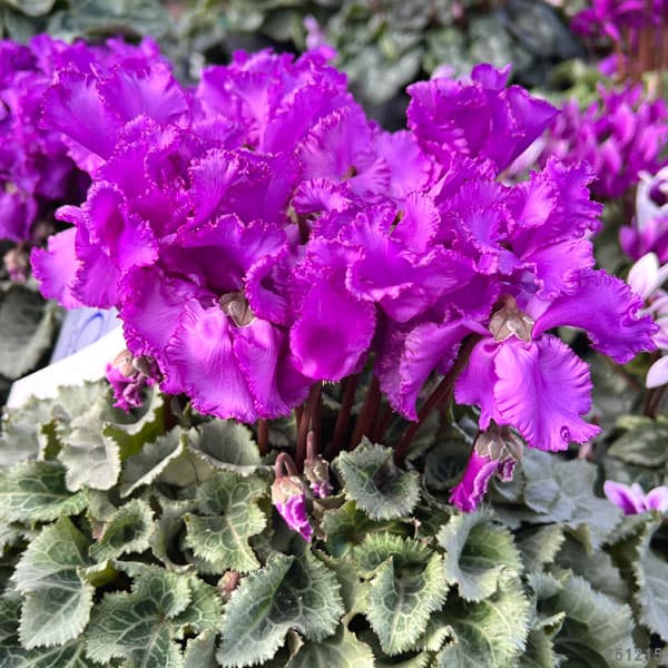 シクラメン：天空（てんくう）５号鉢