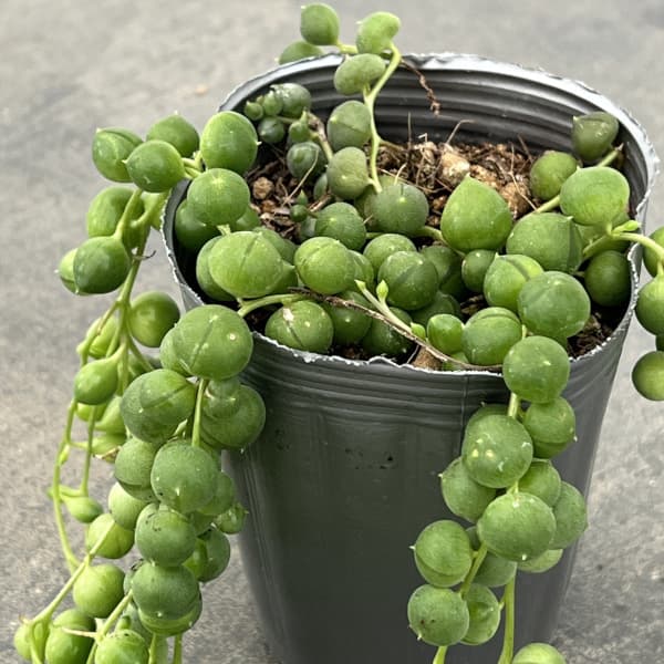 グリーンネックレス2.5号ポット