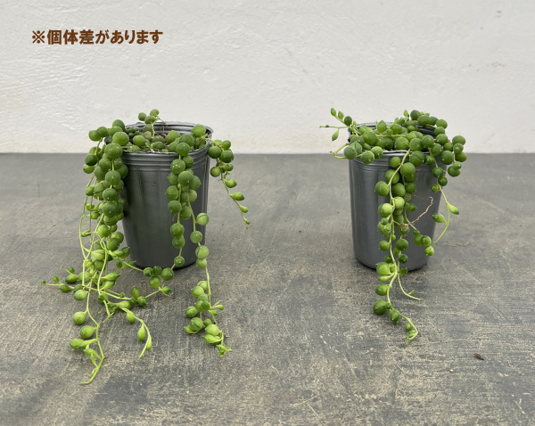 グリーンネックレス2.5号ポット