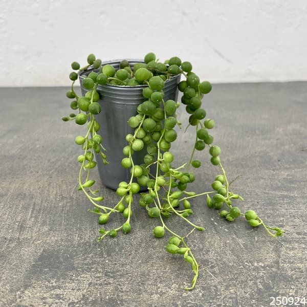 グリーンネックレス2.5号ポット