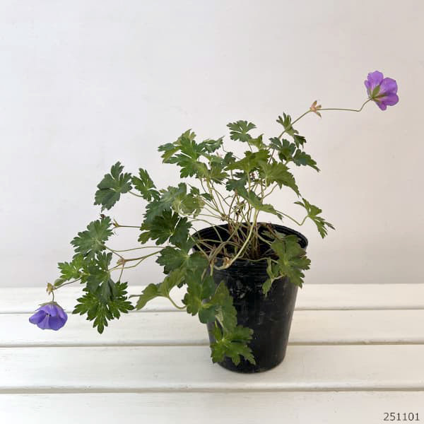 ゲラニウム:アズールラッシュ4.5号ポット