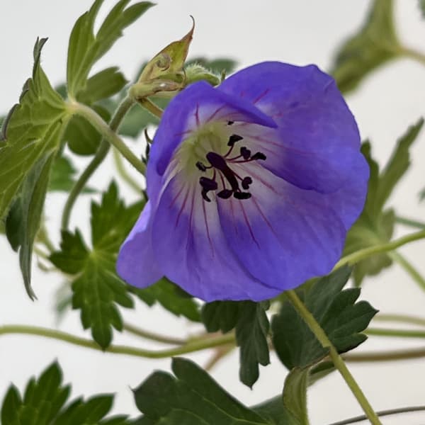 ゲラニウム:アズールラッシュ4.5号ポット