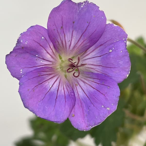 ゲラニウム:アズールラッシュ4.5号ポット