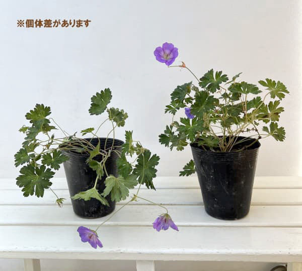 ゲラニウム:アズールラッシュ4.5号ポット