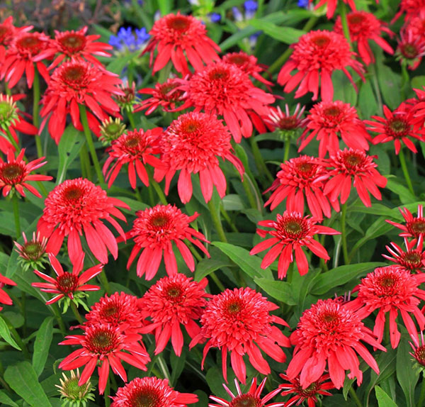 エキナセア：ダブルスクープ　ラズベリー3.5号ポット