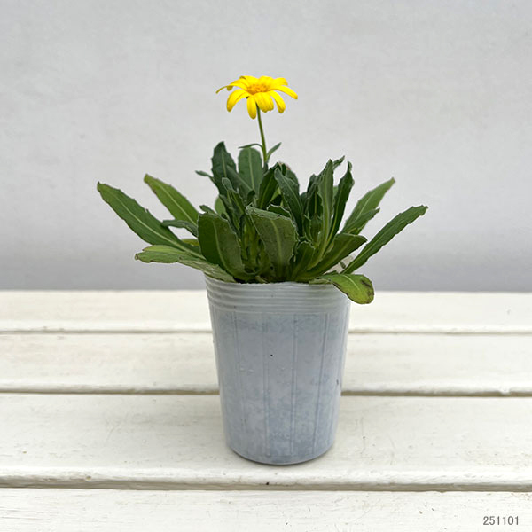 キンセンカ(カレンジュラ):レモンパンナコッタ2.5~3号ポット