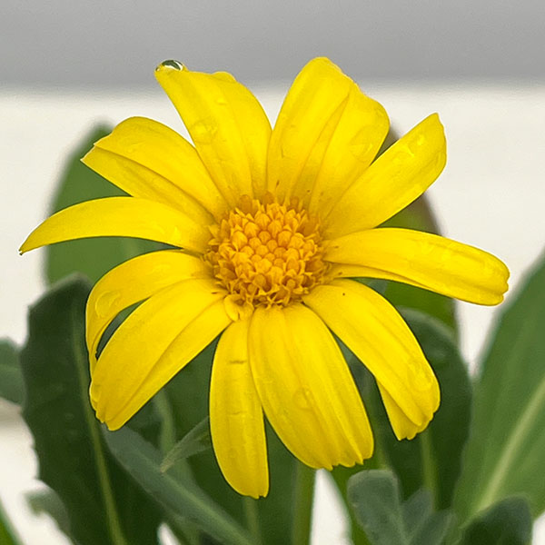 キンセンカ(カレンジュラ):レモンパンナコッタ2.5~3号ポット