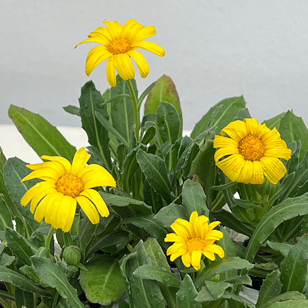 キンセンカ(カレンジュラ):レモンパンナコッタ2.5~3号ポット