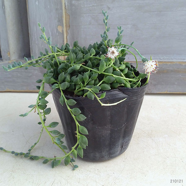 園芸ネット本店｜セネシオ：斑入りピーチネックレス3号ポット 2株