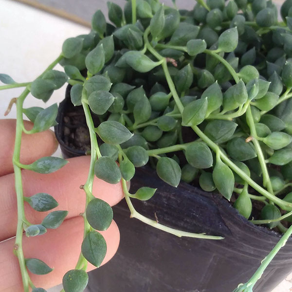 園芸ネット本店｜セネシオ：斑入りピーチネックレス3号ポット 2株