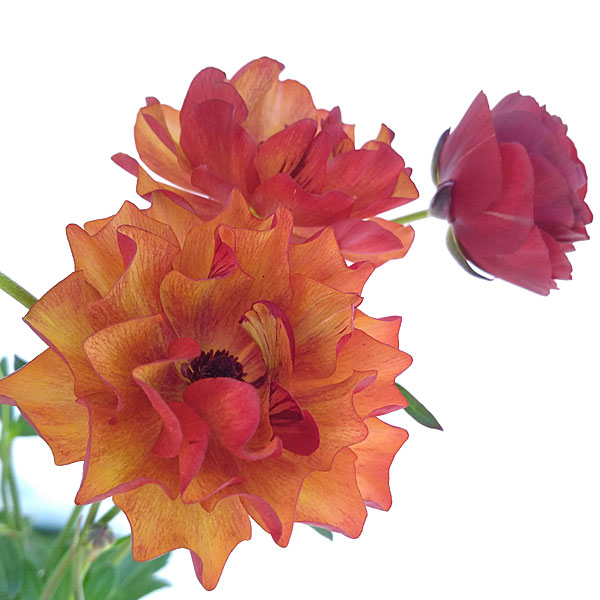 ラナンキュラス：ラックス3種セット／サティロス・ヘスティア・ヘラ3.5-4号ポット