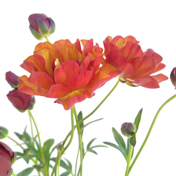 ラナンキュラス：ラックス3種セット／サティロス・ヘスティア・ヘラ3.5-4号ポット