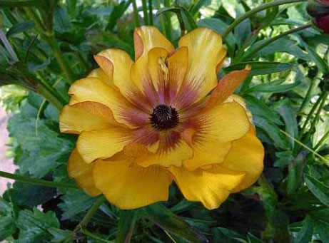 ラナンキュラス：ラックス3種セット／サティロス・ヘスティア・ヘラ3.5-4号ポット