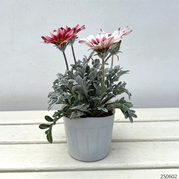 カルネロサーナ300粒 / グレイグリーン500粒 ハーブ | みらいのたね EnYuKan