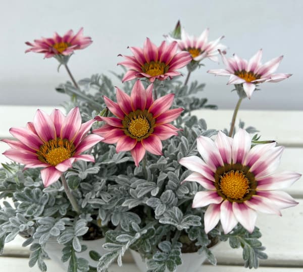 ガザニア（宿根）：クリムゾンフラッシュ3-3.5号ポット 2株セット