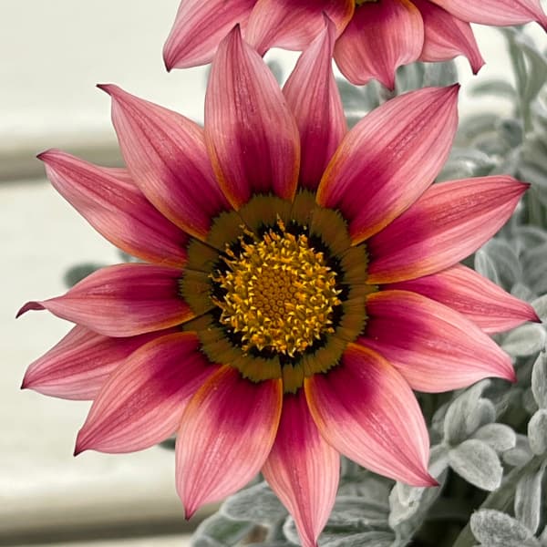 ガザニア（宿根）：クリムゾンフラッシュ3-3.5号ポット 2株セット