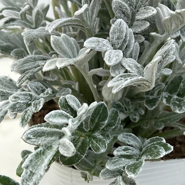 ガザニア（宿根）：クリムゾンフラッシュ3-3.5号ポット 2株セット