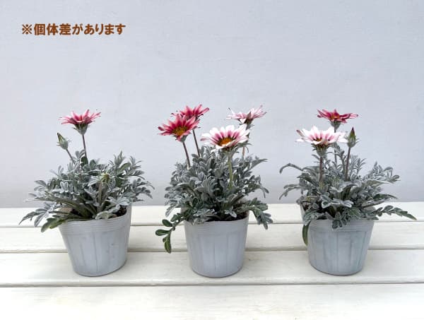 ガザニア（宿根）：クリムゾンフラッシュ3-3.5号ポット 2株セット