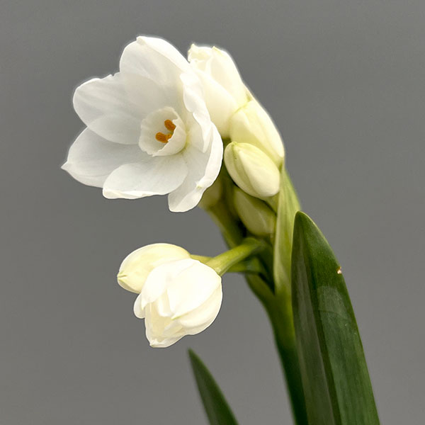 水仙（スイセン）：ペーパーホワイト3.5-4号ポット植え