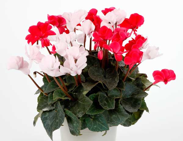 シクラメン（八重咲き）：ウインク　ジェフェリエ5号鉢植え