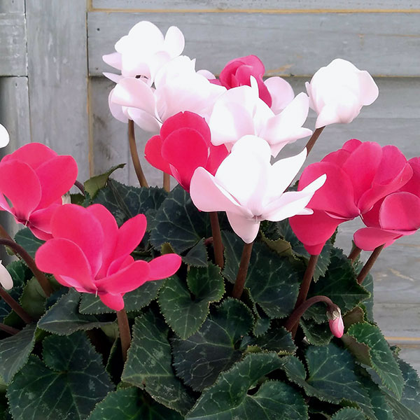 シクラメン（八重咲き）：ウインク　ジェフェリエ5号鉢植え