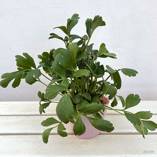 ラナンキュラス：イカロス　パープル系（色幅あり）4号ポット 3株セット