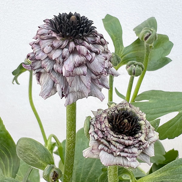 ラナンキュラス：イカロス　パープル系（色幅あり）4号ポット 3株セット