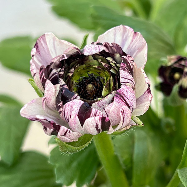 ラナンキュラス：イカロス　パープル系（色幅あり）4号ポット 3株セット