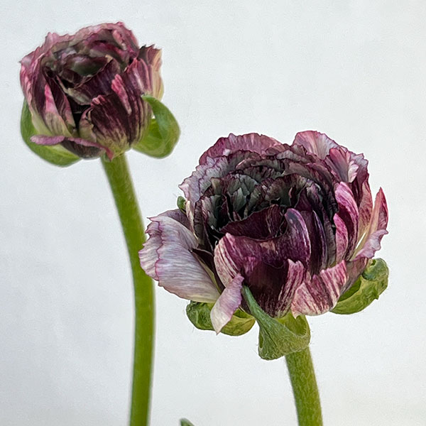 ラナンキュラス：イカロス　パープル系（色幅あり）4号ポット 3株セット