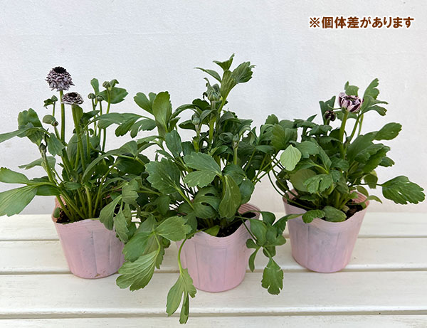 ラナンキュラス：イカロス　パープル系（色幅あり）4号ポット 3株セット