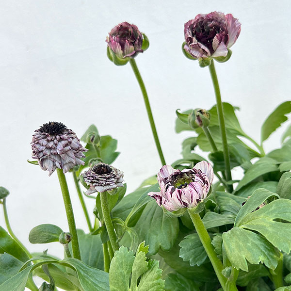 ラナンキュラス：イカロス　パープル系（色幅あり）4号ポット 3株セット