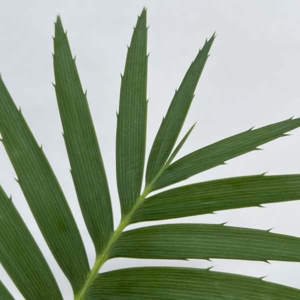 ディオーン：スピヌロスム　3号ポット