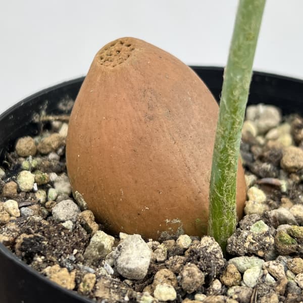 ディオーン：スピヌロスム　3号ポット