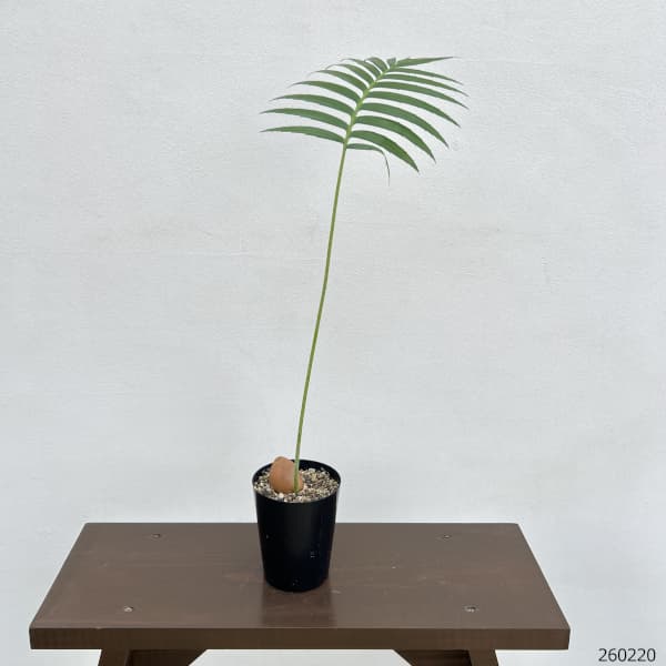 ディオーン：スピヌロスム　3号ポット