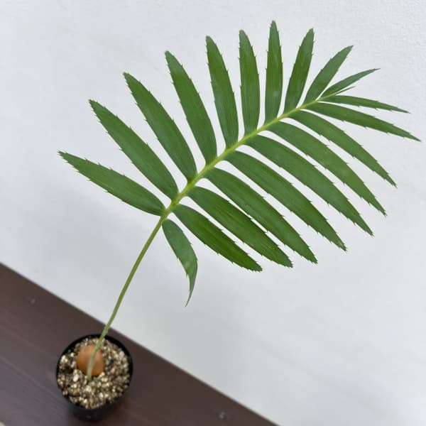 ディオーン：スピヌロスム　3号ポット