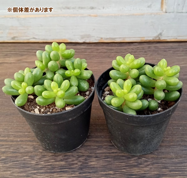 5.【現品　根付】セダム「ミニベル錦」多肉　5㌢鉢　斑入り 5.【現品 根付】セダム「ミニベル錦」多肉 5㌢鉢 斑入り