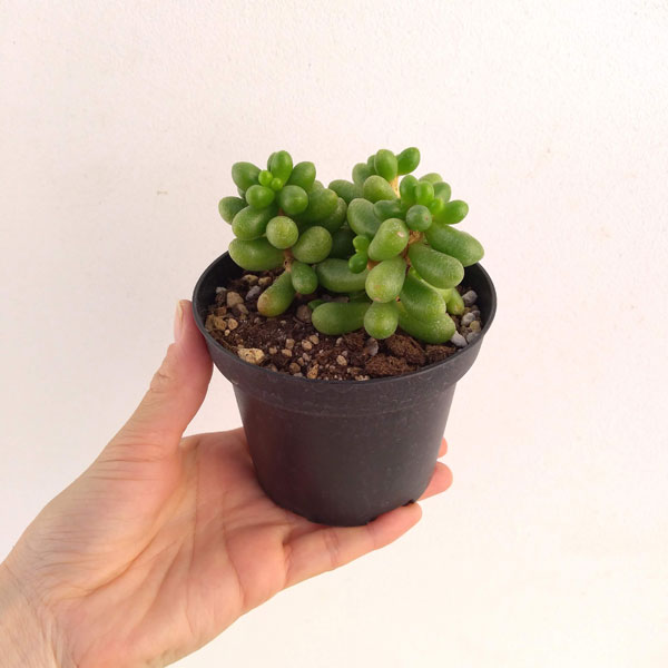 セダム：ヘルナンディツィー 2.5号ポット の通販 | 園芸ネット