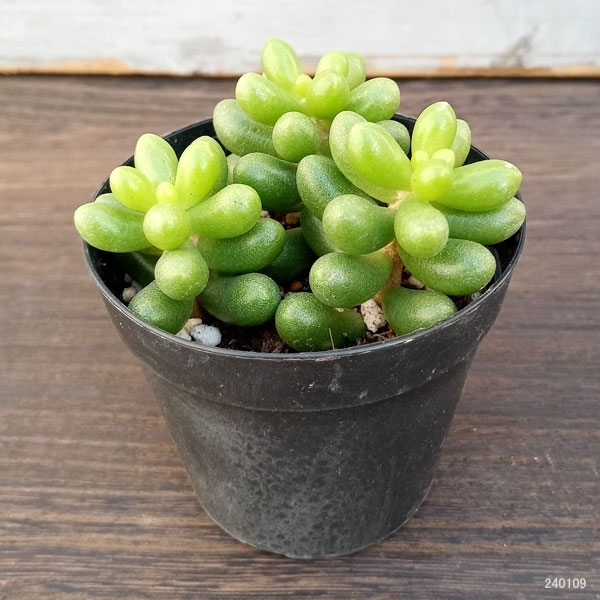 健康的な多肉植物 中型 緑と赤のグラデーション*3 健康的な多肉植物 中型 緑と赤のグラデーション*3 多肉植物 緑