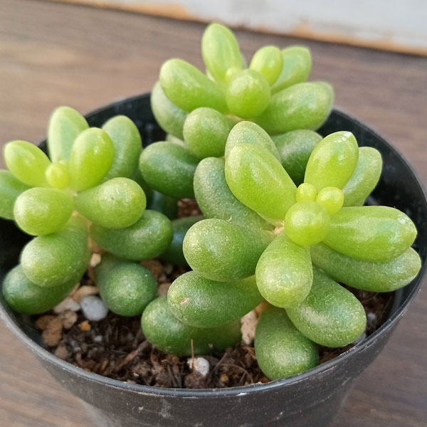 多肉植物 少なかっ セダム ブラックベリー 7.5cmポット苗