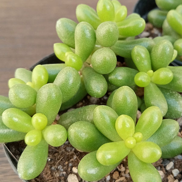 セダム：ヘルナンディツィー 2.5号ポット の通販 | 園芸ネット