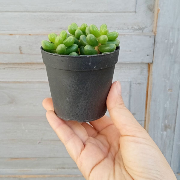 多肉セットd セダム：ヘルナンディツィー 2.5号ポット の通販 | 園芸ネット